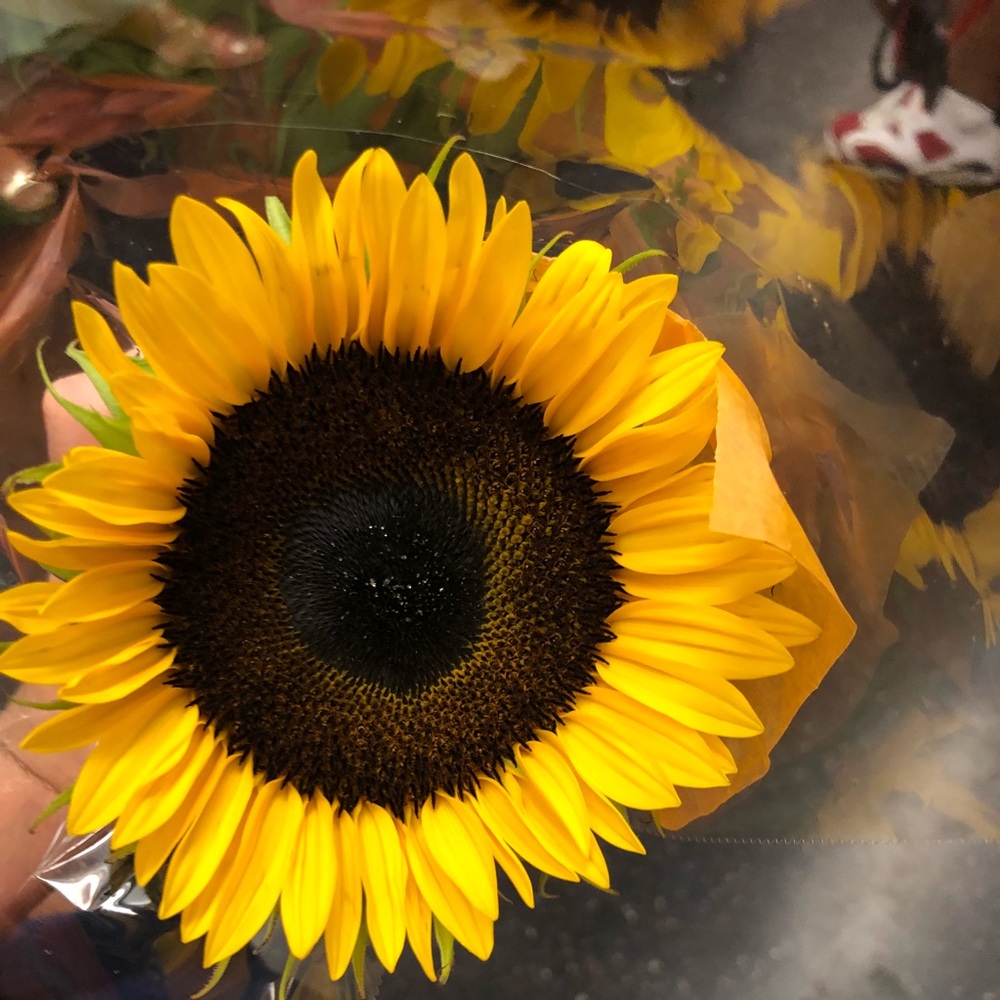 Sunflowers